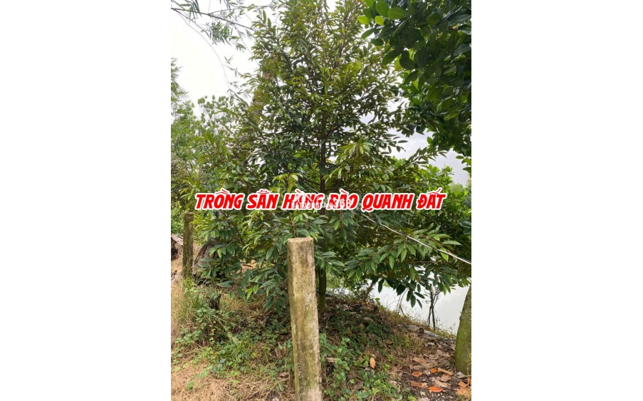 Bán đất ruộng lên ao sẵn tại Cao Lãnh
